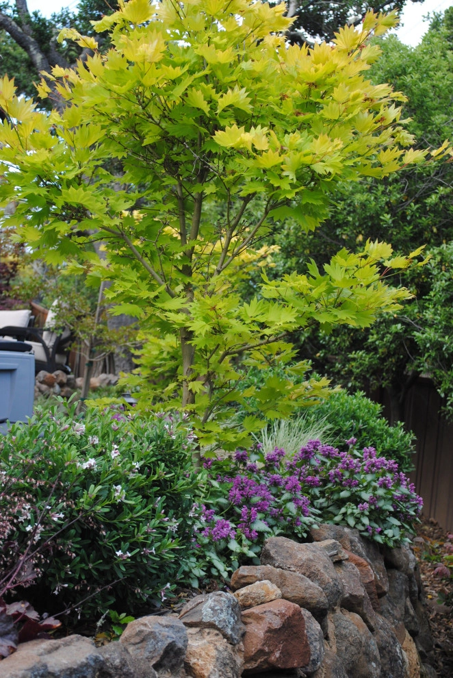 Belmont Outdoor Living by Kristen Rudger Landscape Design - Photo 8