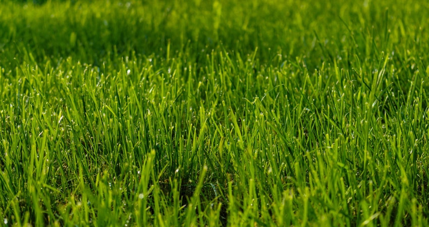 Ladybug Landscaping - Photo 4