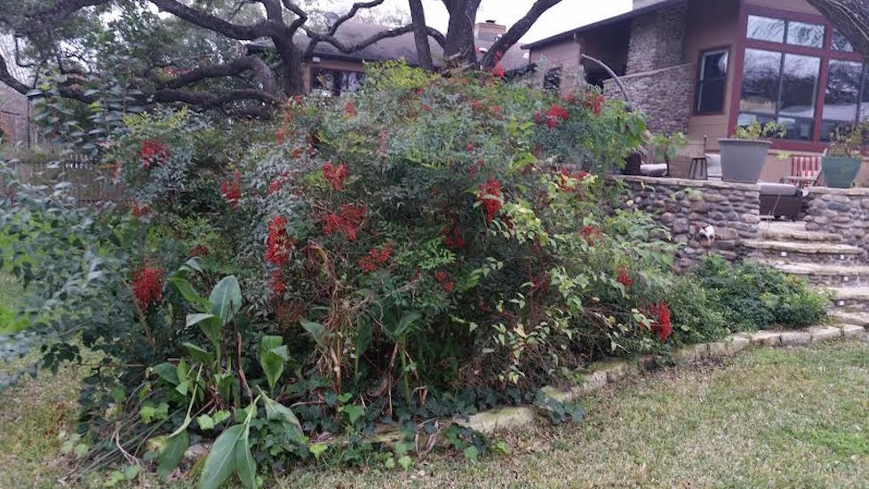 Ladybug Landscaping - Photo 3