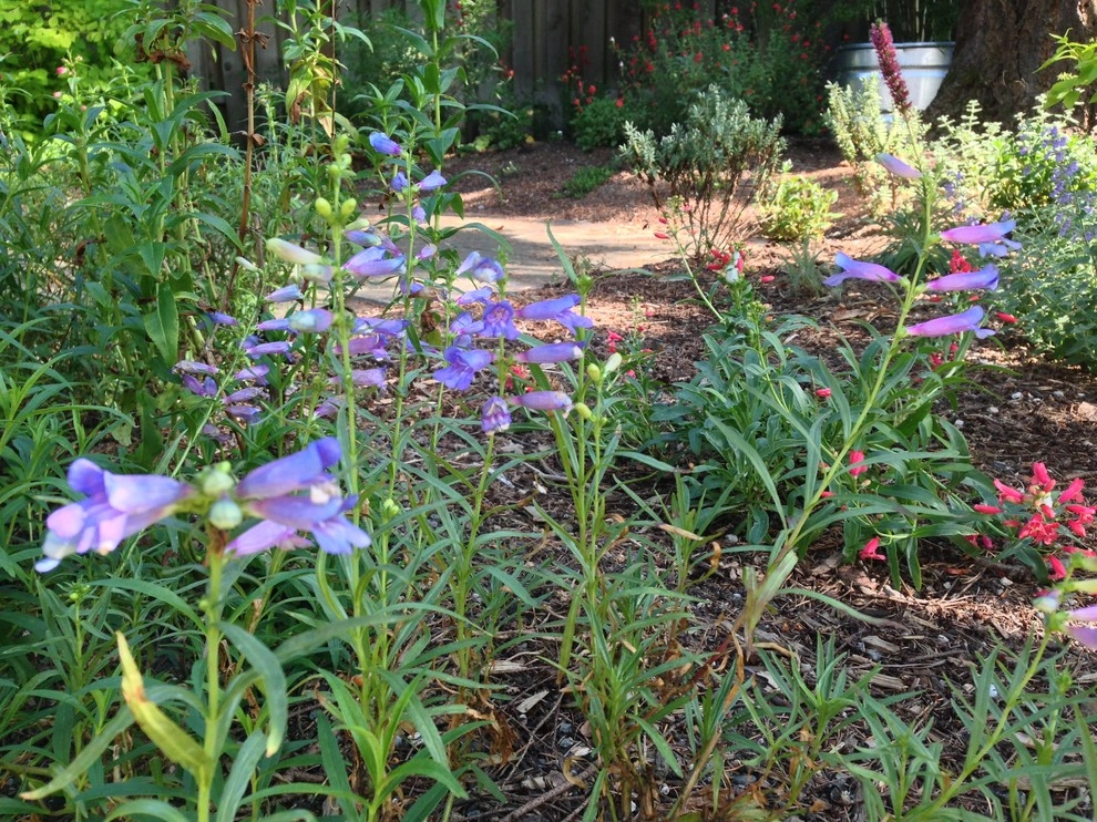 Myers I by Alyse Lansing Garden Design - Photo 4