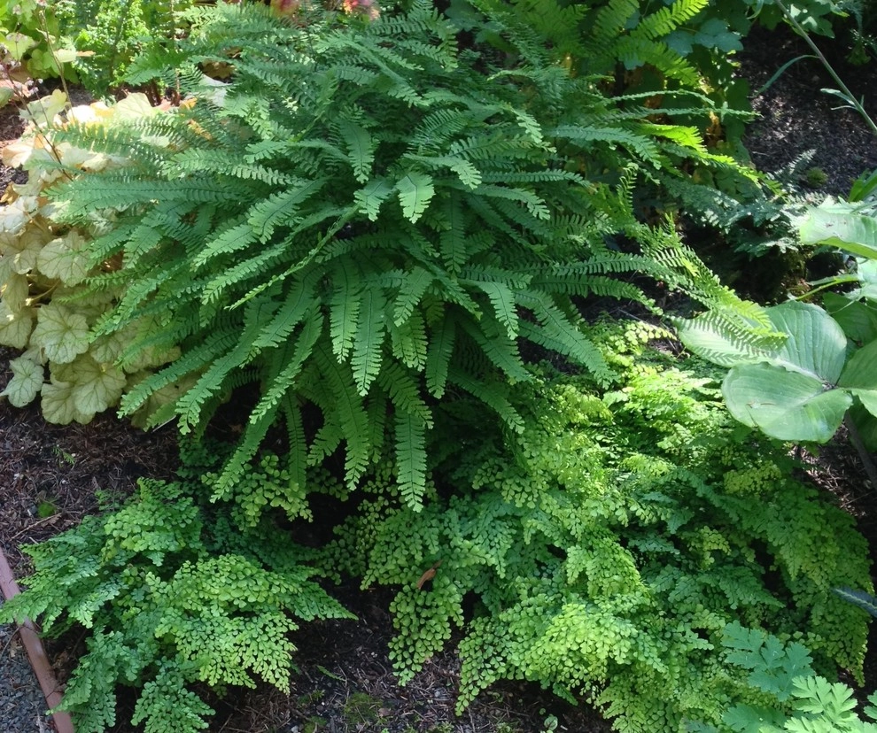 Myers I by Alyse Lansing Garden Design - Photo 9