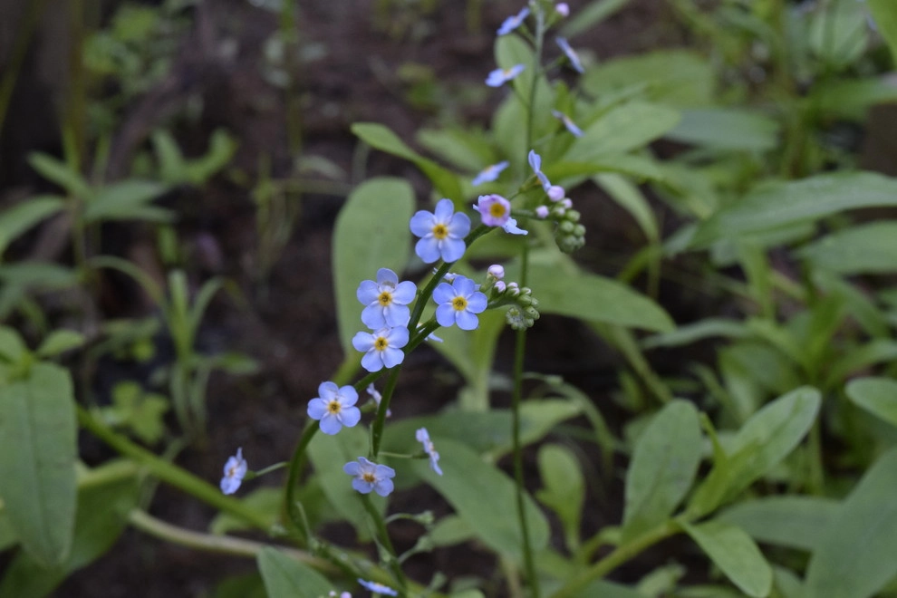 Land Stewards Ecological Landscape Design - Photo 14