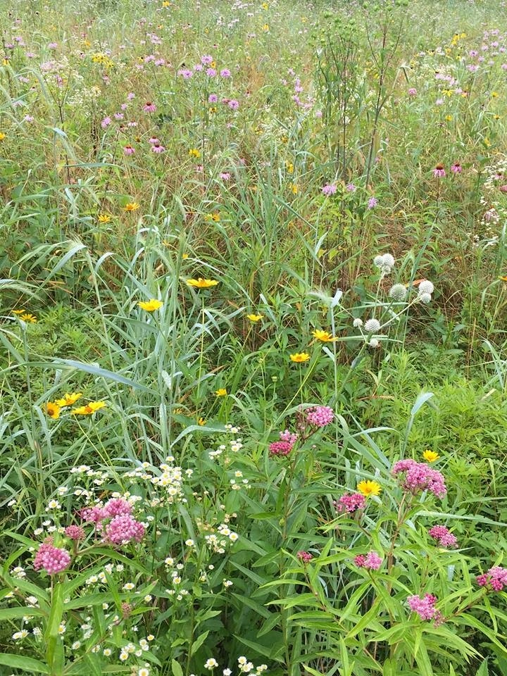 Fall Meadow by Land Stewards Ecological Landscape Design - Photo 4