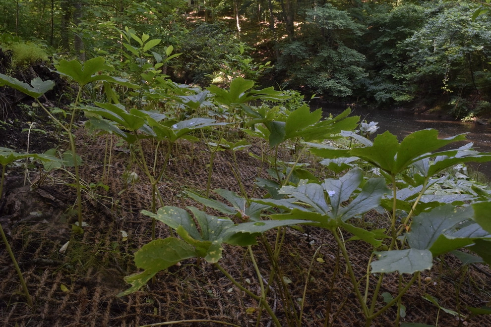 Land Stewards Ecological Landscape Design - Photo 10