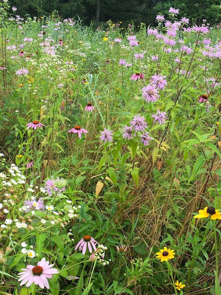 Land Stewards Ecological Landscape Design - Photo 8