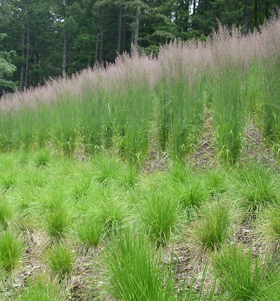 Oregon City Estate Landscape by LandCurrent Landscape Architects - Photo 4