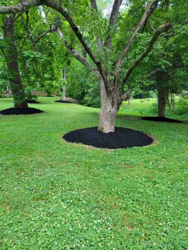 Alberto Alavez Professional Lawn Services LLC 3 by Alberto Alavez Professional Lawn Services LLC - Photo 53