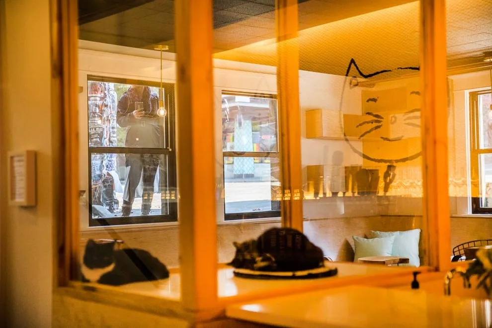 Feline Coffee House by Heartwood Builders - Photo 6