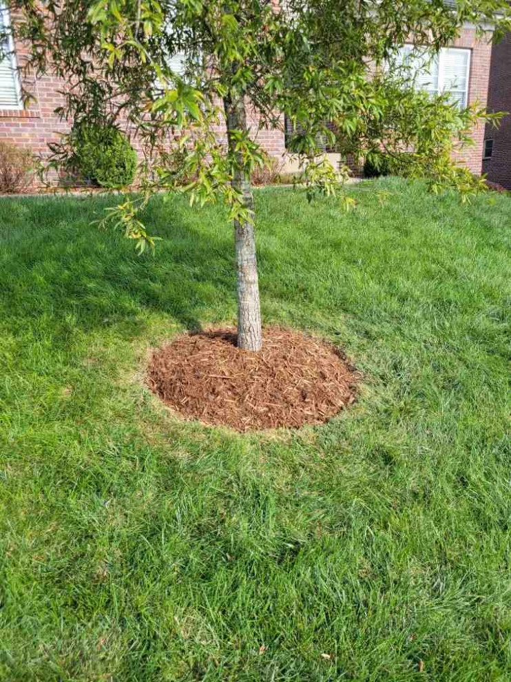 Alberto Alavez Professional Lawn Services LLC 6 by Alberto Alavez Professional Lawn Services LLC - Photo 9