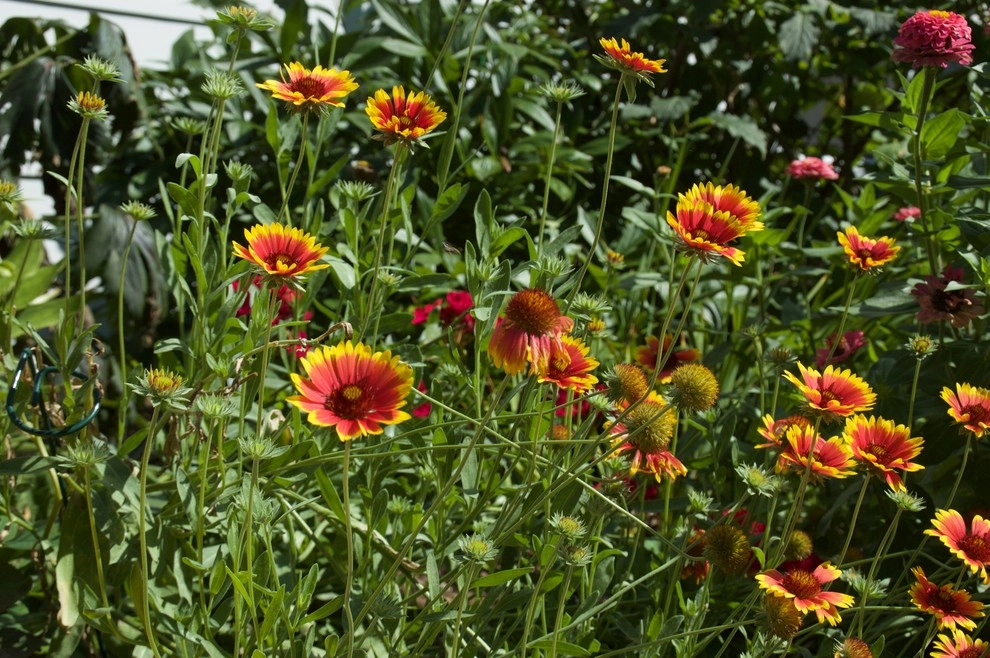 Cut Flowers and Perennial Gardens by Landscape Architecture, LLC - Photo 19