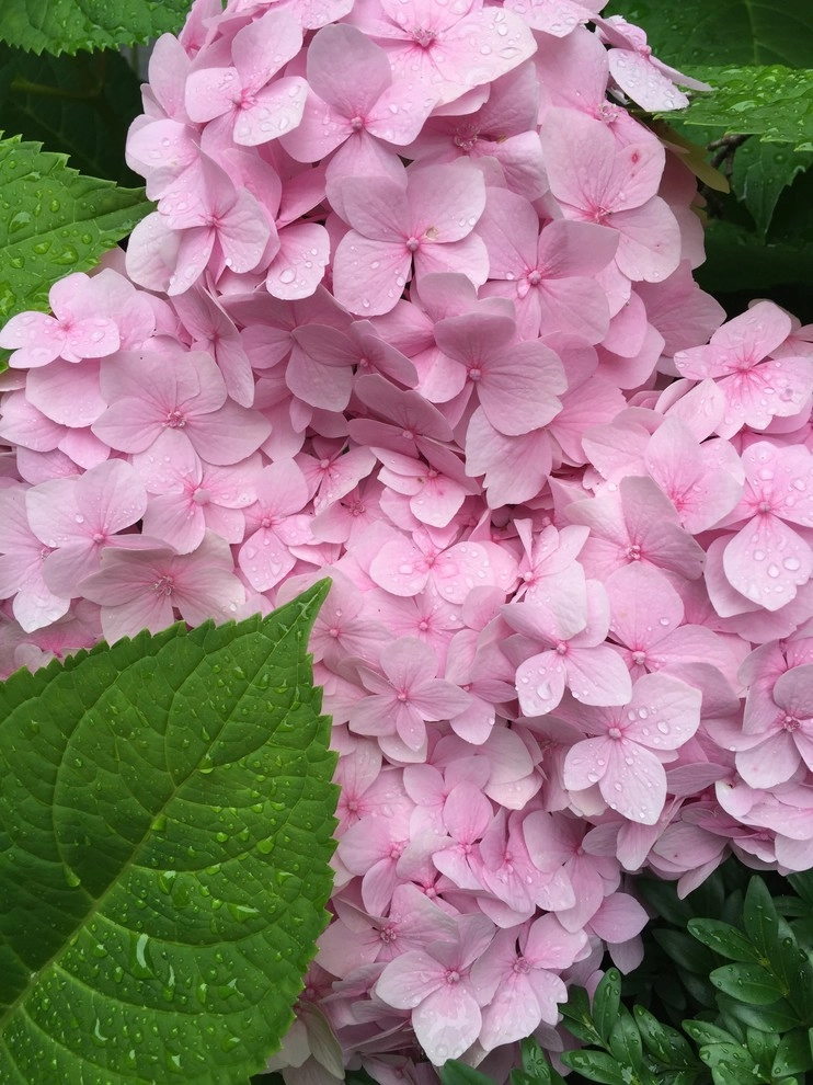Cut Flowers and Perennial Gardens by Landscape Architecture, LLC - Photo 25