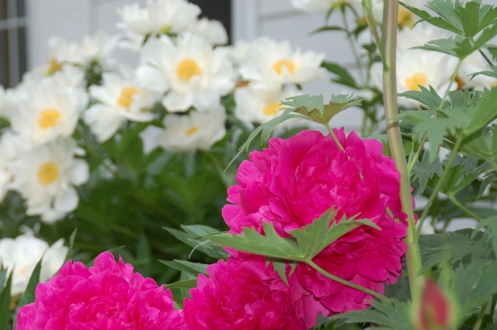 Cut Flowers and Perennial Gardens by Landscape Architecture, LLC - Photo 6