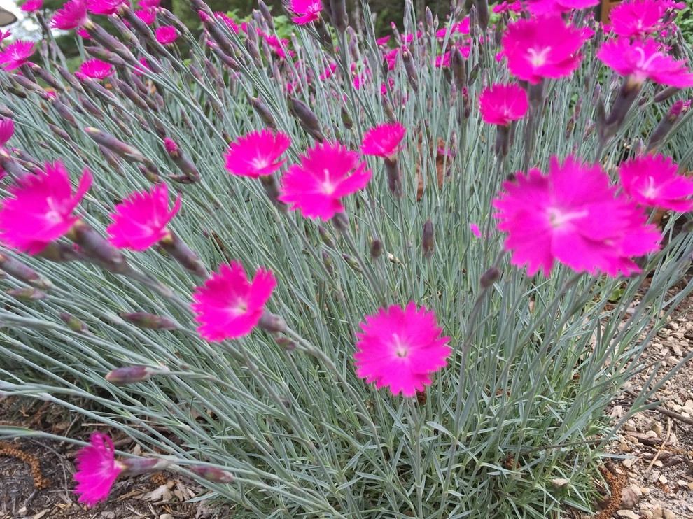 Cut Flowers and Perennial Gardens by Landscape Architecture, LLC - Photo 27