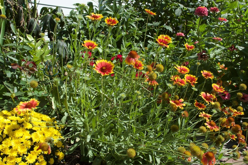 Cut Flowers and Perennial Gardens by Landscape Architecture, LLC - Photo 3