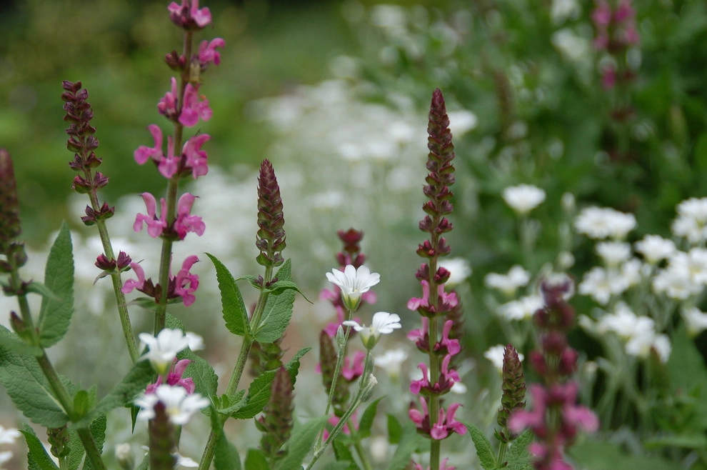 Cut Flowers and Perennial Gardens by Landscape Architecture, LLC - Photo 17