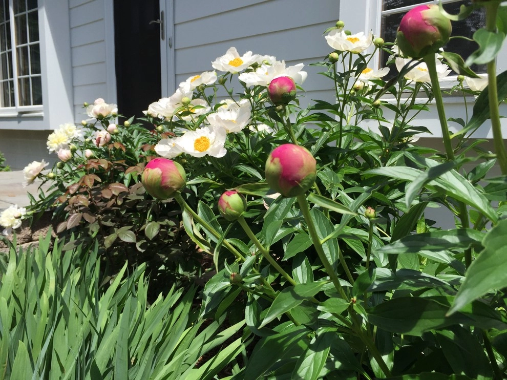 Cut Flowers and Perennial Gardens by Landscape Architecture, LLC - Photo 4