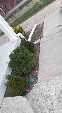 Alberto Alavez Professional Lawn Services LLC 5 by Alberto Alavez Professional Lawn Services LLC - Photo 33