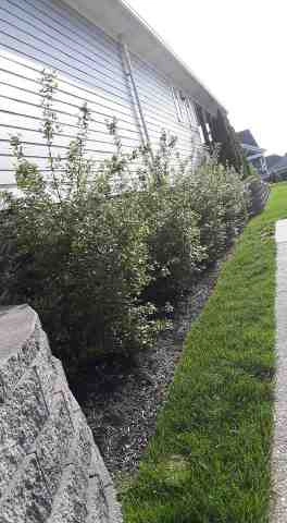 Alberto Alavez Professional Lawn Services LLC 5 by Alberto Alavez Professional Lawn Services LLC - Photo 82