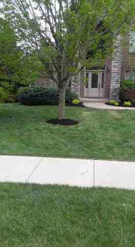 Alberto Alavez Professional Lawn Services LLC 5 by Alberto Alavez Professional Lawn Services LLC - Photo 19