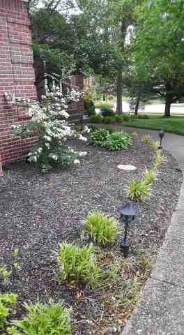 Alberto Alavez Professional Lawn Services LLC 5 by Alberto Alavez Professional Lawn Services LLC - Photo 8