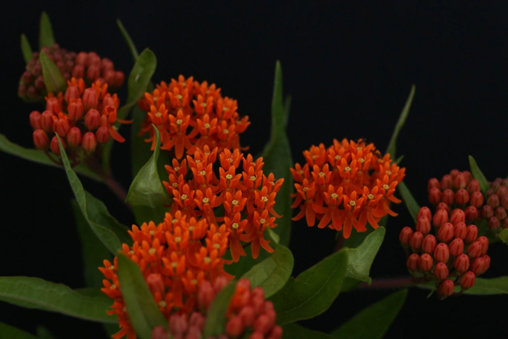 LandServe, LLC..."Landscapes For Life - Photo 7