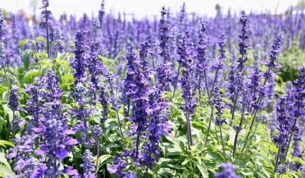 Plants by Landstylist: Landscape Design Ideas, Curated. - Photo 2