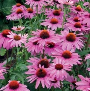 Plants by Landstylist: Landscape Design Ideas, Curated. - Photo 3