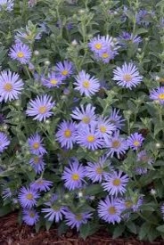 Plants by Landstylist: Landscape Design Ideas, Curated. - Photo 5