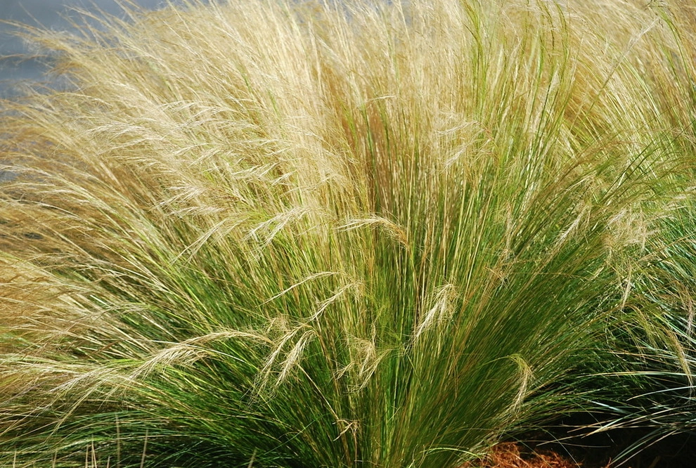 Plants by Landstylist: Landscape Design Ideas, Curated. - Photo 6