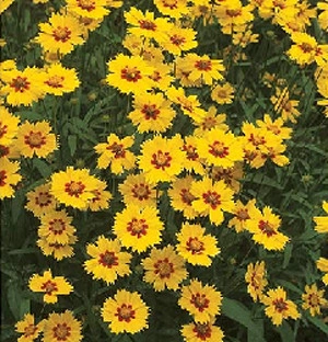 Plants by Landstylist: Landscape Design Ideas, Curated. - Photo 7