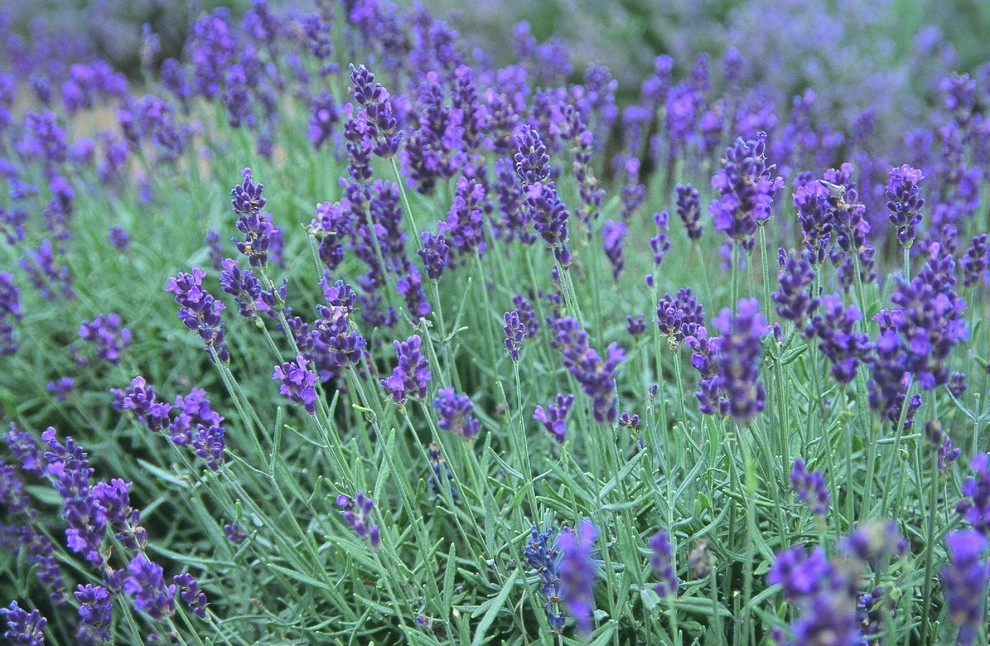 Plants by Landstylist: Landscape Design Ideas, Curated. - Photo 4
