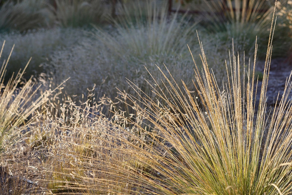 Riviera Modern by Lane Goodkind Landscape Architect - Photo 8