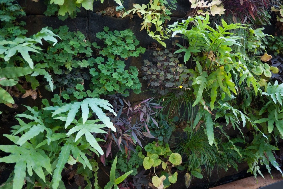 Greenwall by Lane Goodkind Landscape Architect - Photo 5