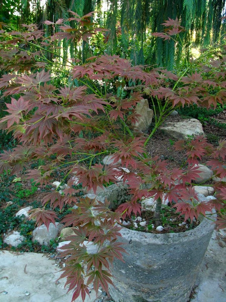 Greenhouse by Lane Goodkind Landscape Architect - Photo 2