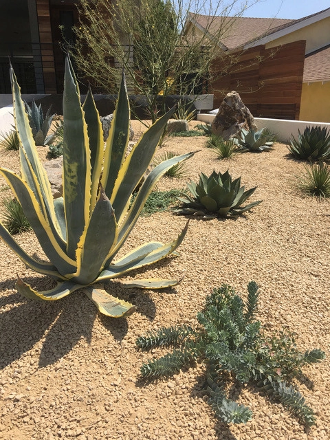 Wade Street by Lauri Burrier Garden Design Inc. - Photo 2