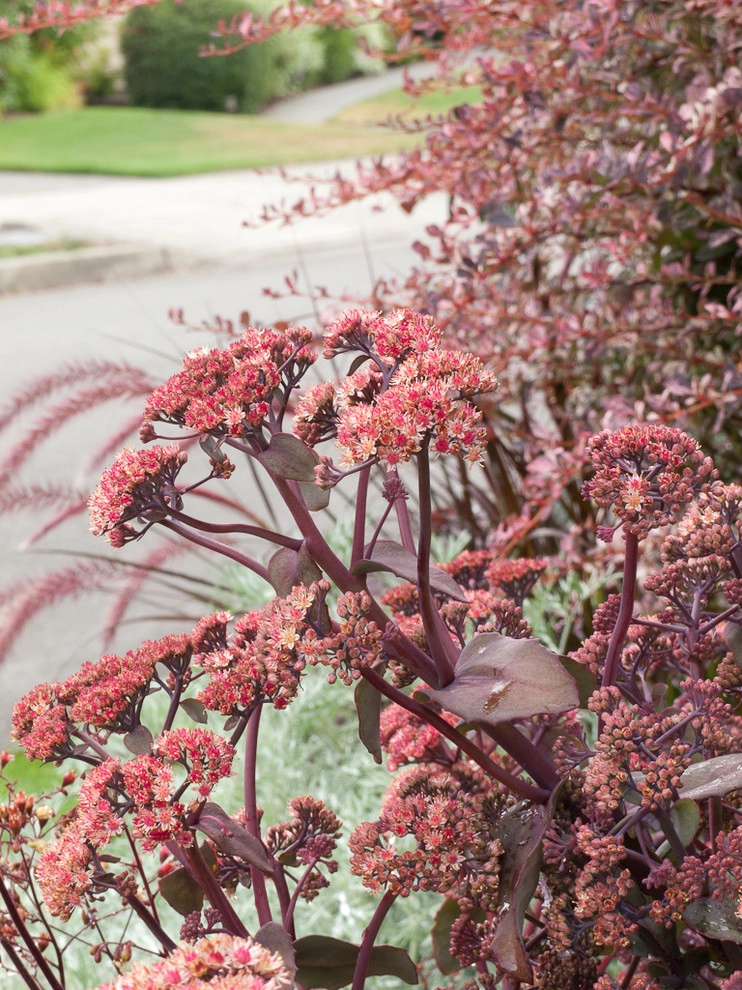 Purple and silver border by Le Jardinet - Photo 7