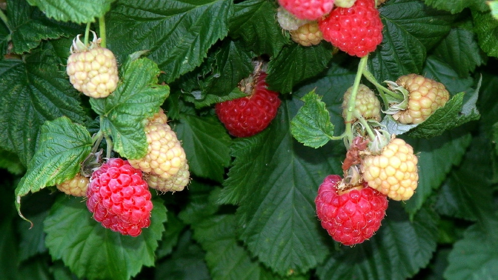 Brazelberries by Le Jardinet - Photo 5