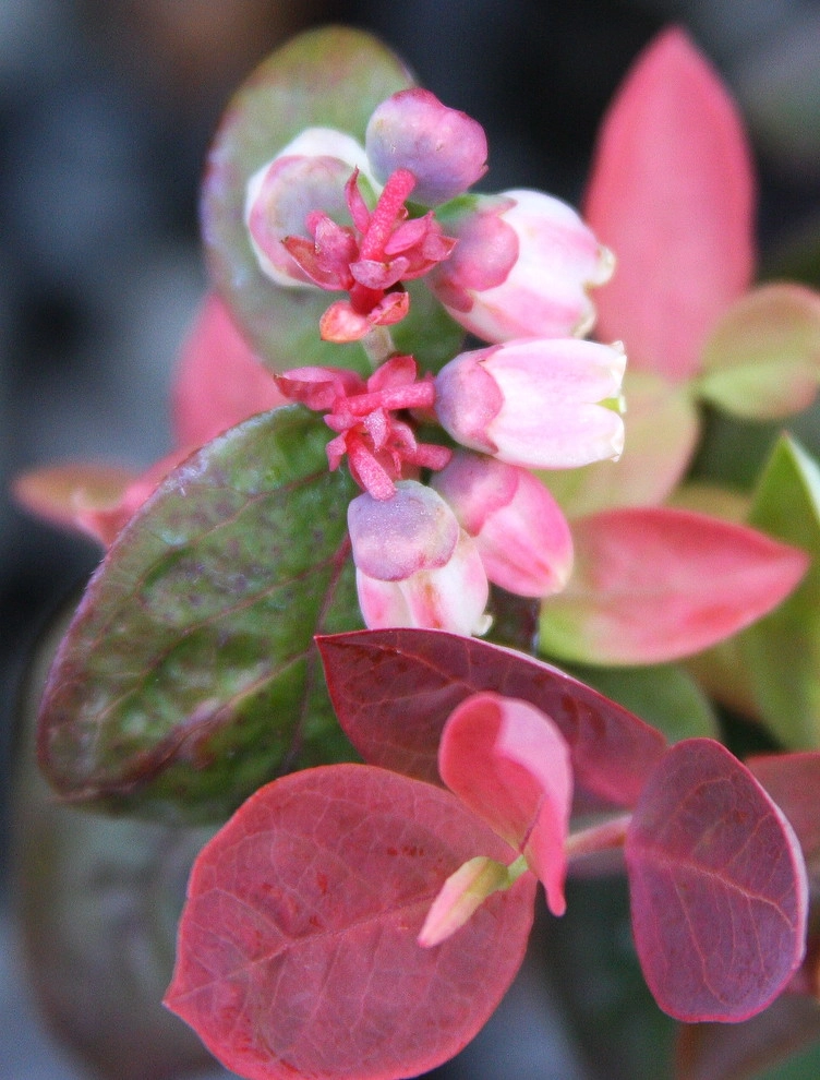Brazelberries by Le Jardinet - Photo 10