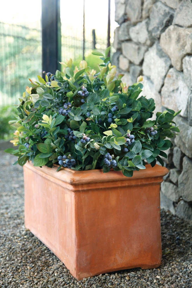 Brazelberries by Le Jardinet - Photo 6