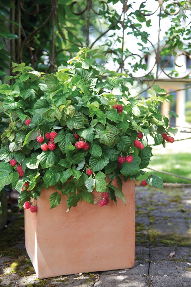 Brazelberries by Le Jardinet - Photo 11