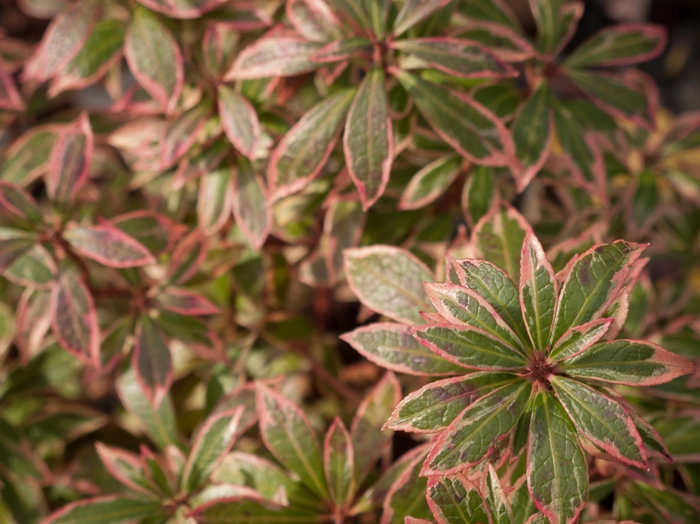 Great Design Plants by Le Jardinet - Photo 34
