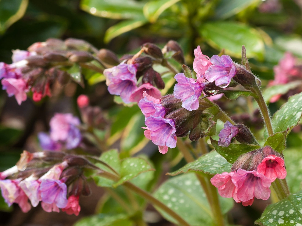 Great Design Plants by Le Jardinet - Photo 47