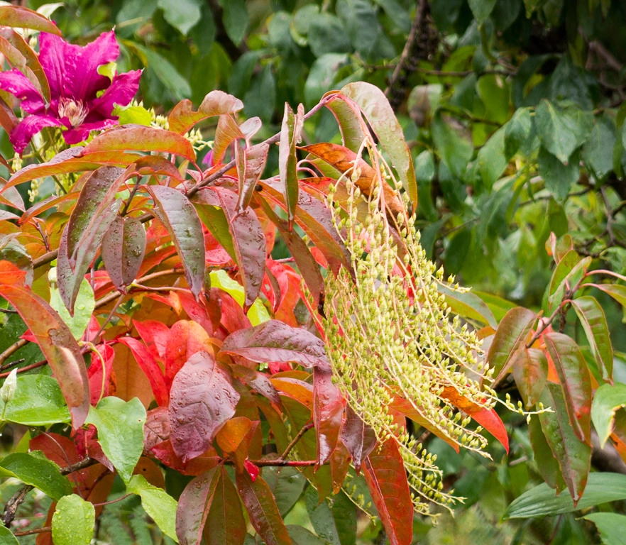 Great Design Plants by Le Jardinet - Photo 37