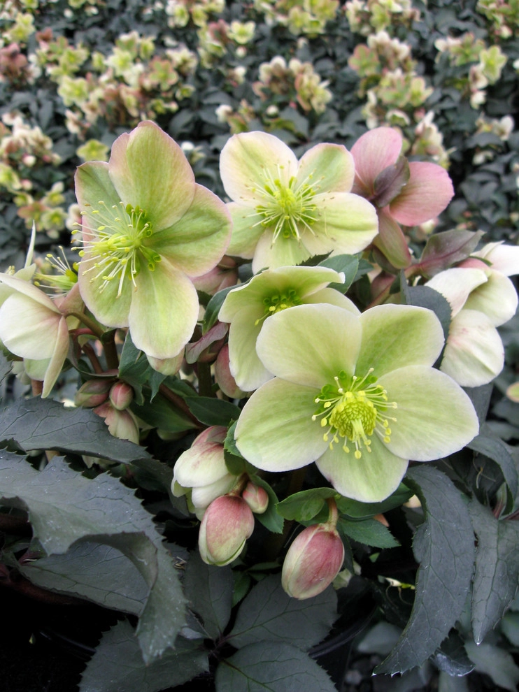 Great Design Plants by Le Jardinet - Photo 79