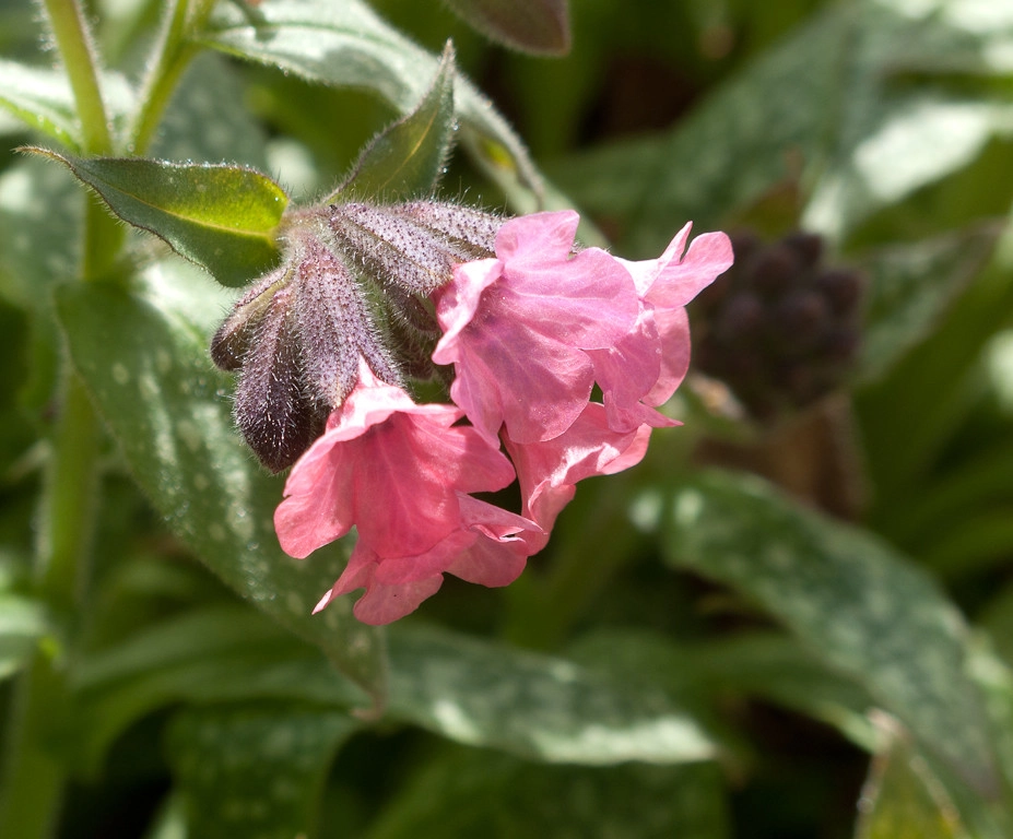 Great Design Plants by Le Jardinet - Photo 45
