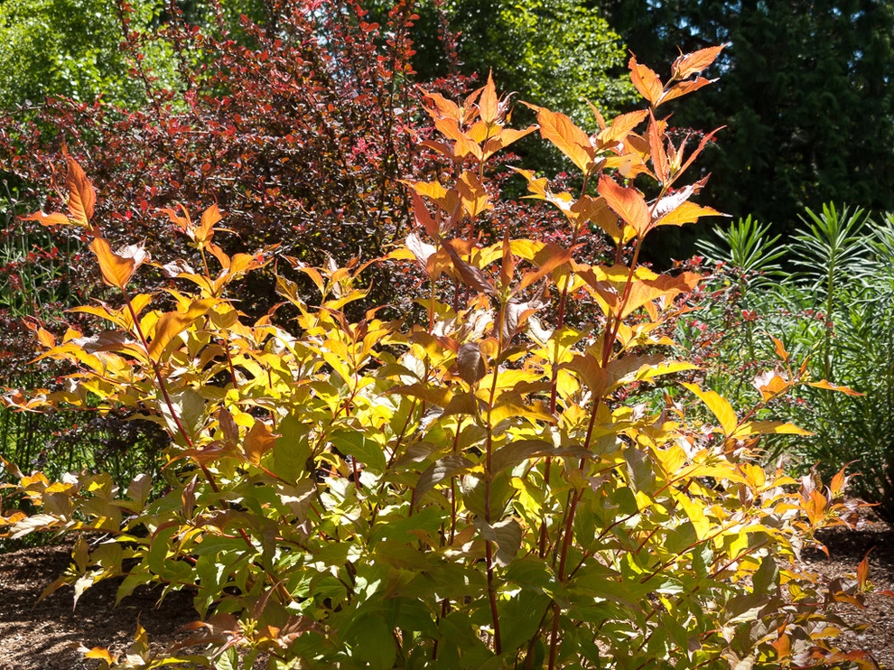 Great Design Plants by Le Jardinet - Photo 5