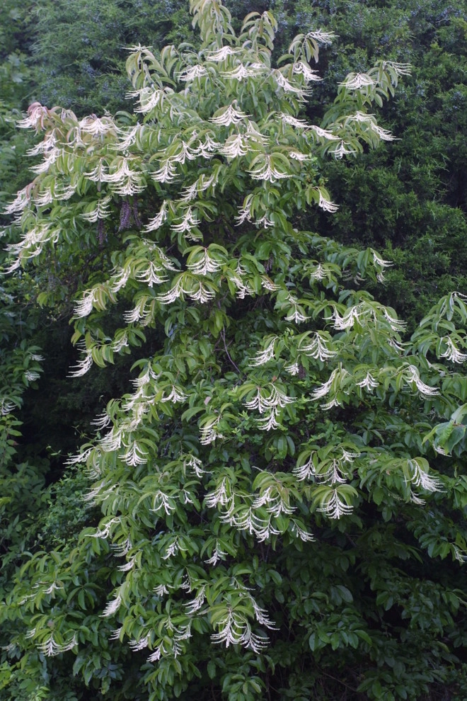 Great Design Plants by Le Jardinet - Photo 100