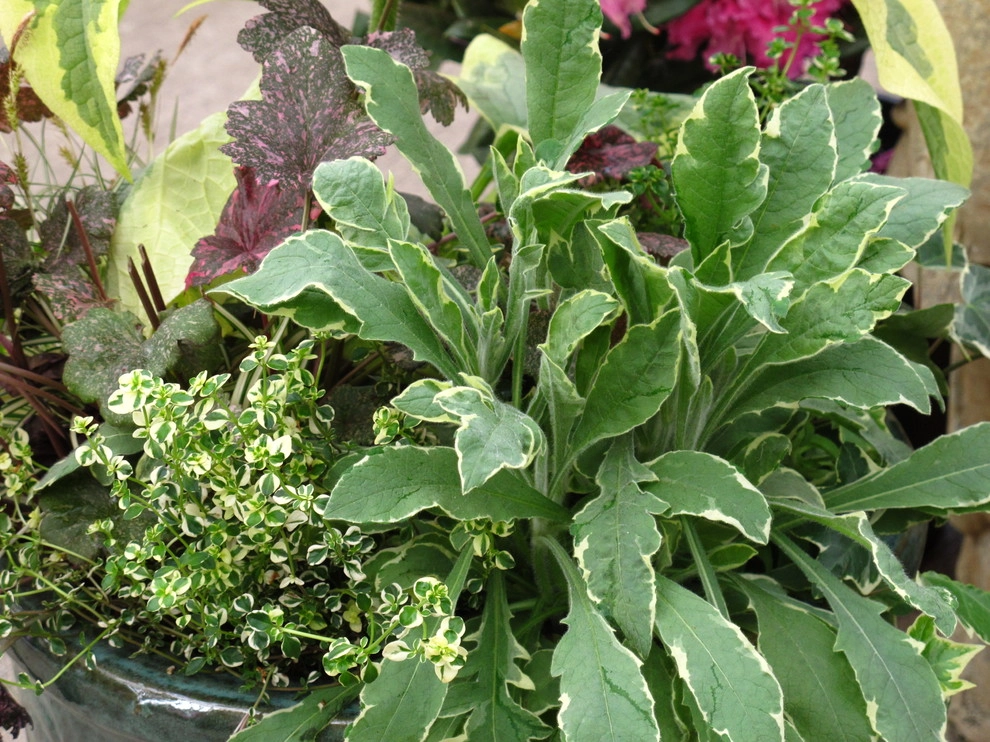 Great Design Plants by Le Jardinet - Photo 10