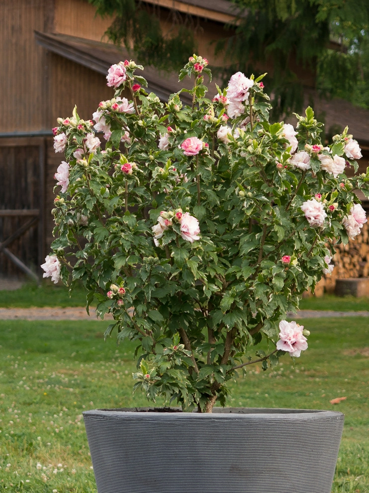 Great Design Plants by Le Jardinet - Photo 104