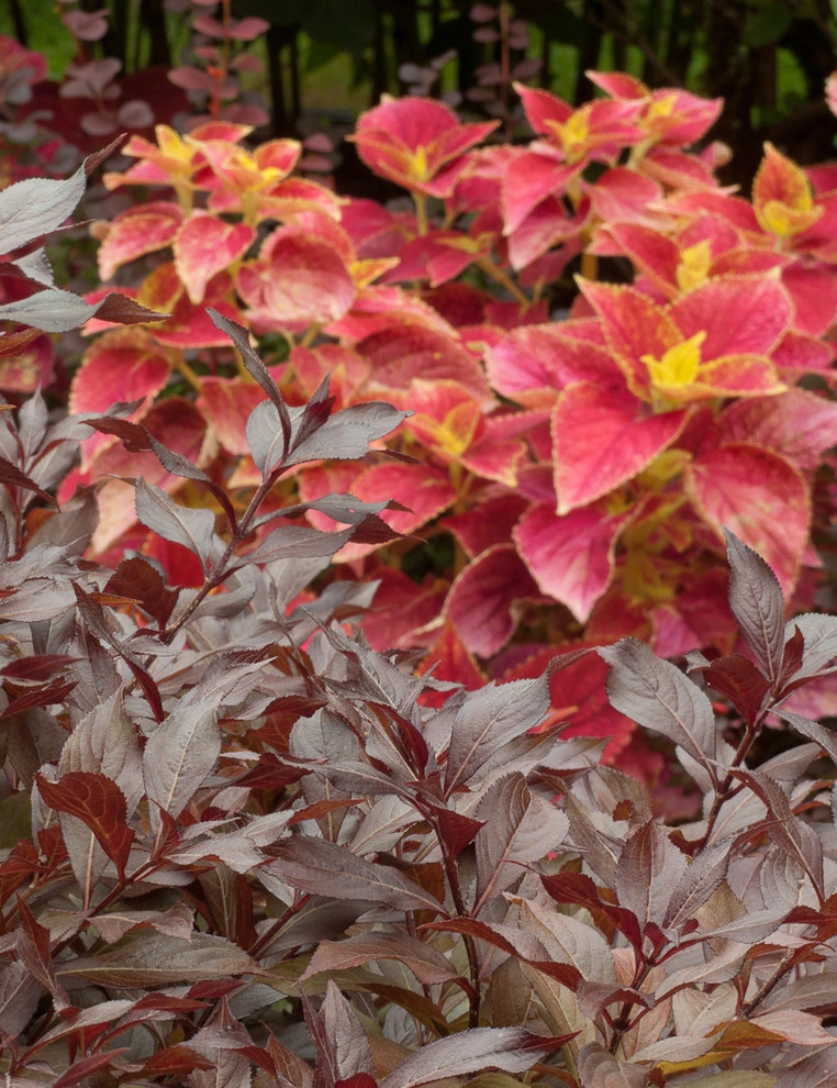 Great Design Plants by Le Jardinet - Photo 4